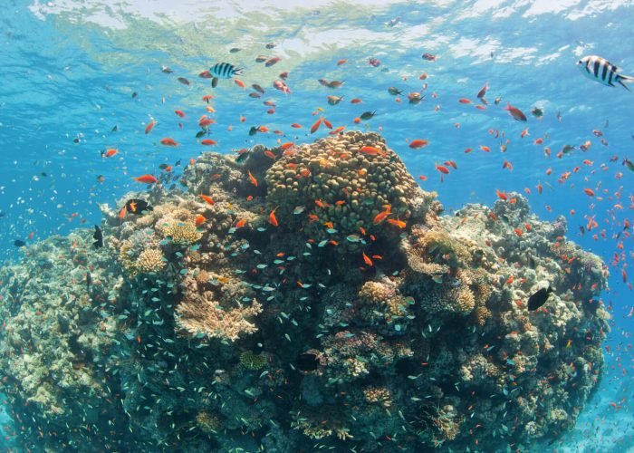 Amazing-shot-of-coral-reefs-in-the-Red-Sea